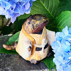 アジサイとハンサキ親分